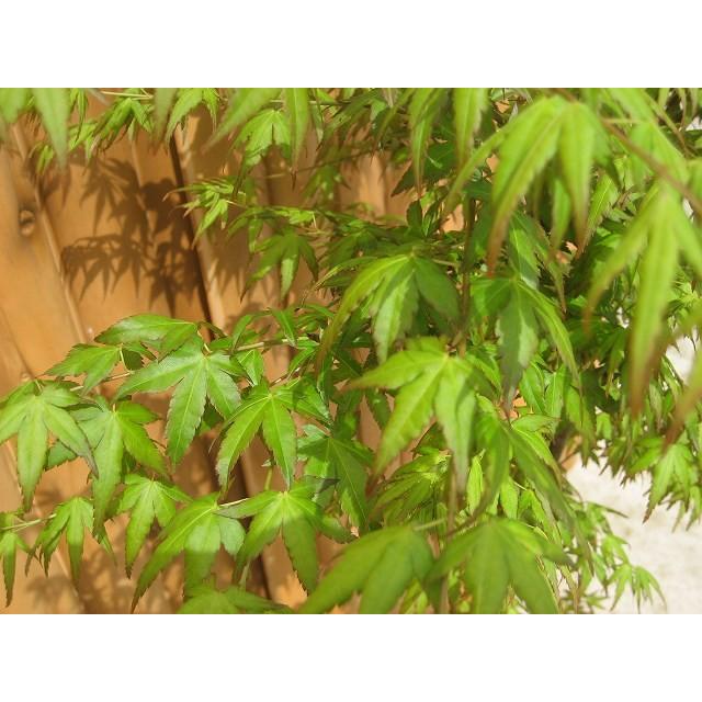 モミジ（紅葉）/イロハモミジ（伊呂波紅葉） 単木 樹高2.0m前後 露地苗