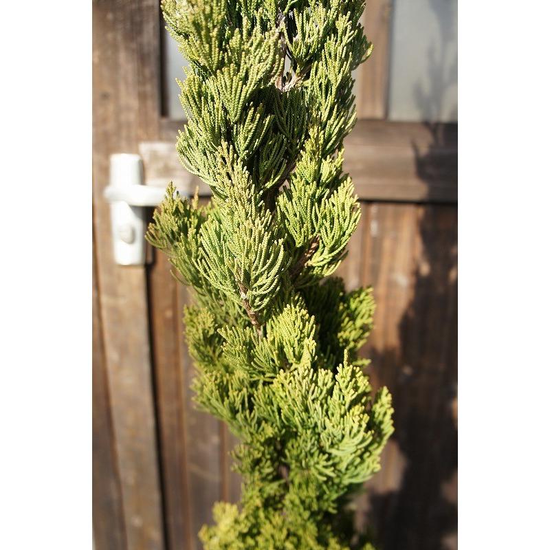 カイヅカイブキ 樹高2.0m前後 露地苗 シンボルツリー 常緑樹