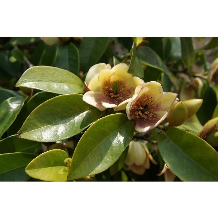 【大型商品】オガタマノキ/カラタネオガタマ 樹高2.5m前後 露地苗 シンボルツリー 常緑樹