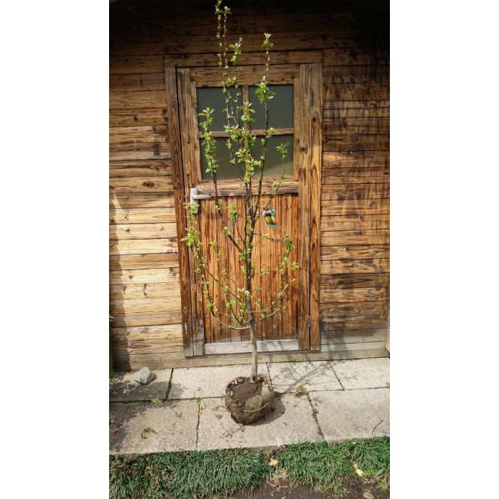 カリン（花梨） 樹高2.0m前後 露地苗 シンボルツリー 落葉樹