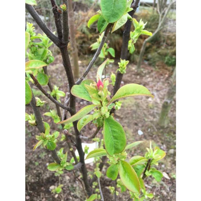 カリン（花梨） 樹高2.0m前後 露地苗 シンボルツリー 落葉樹 