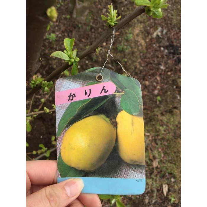 カリン（花梨） 樹高2.0m前後 露地苗 シンボルツリー 落葉樹 