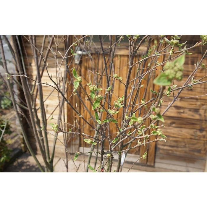 山採り　コバノガマズミ　ナツハゼ　混合株 山採り コバノガマズミ ナツハゼ 混合株