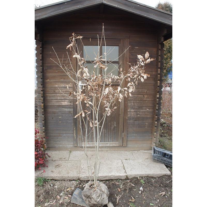 最新の激安 コナラ 小楢 株立 樹高1 5m前後 露地苗 シンボルツリー 落葉樹 Konara Kabu 15 ガーデンタウン ヤフー店 通販 Yahoo ショッピング レビューで送料無料 Www Jolimmo Ch