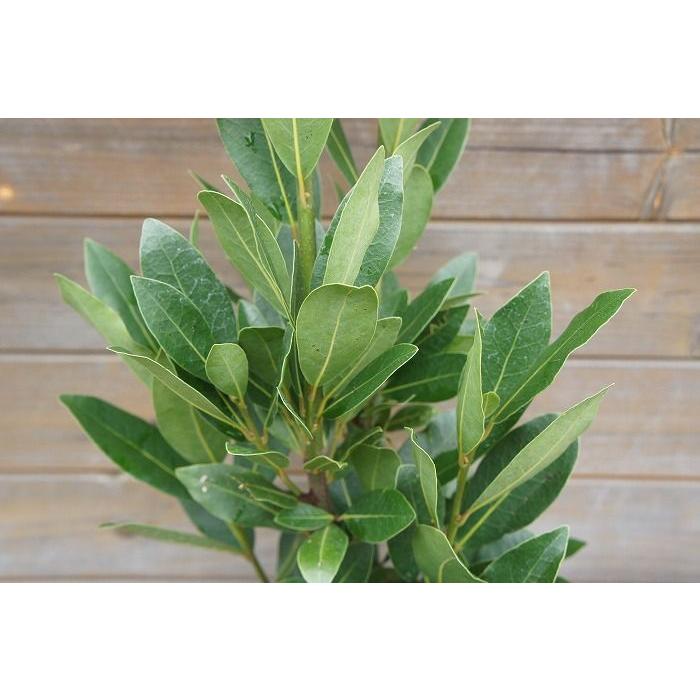 月桂樹 ゲッケイジュ 樹高1 2 1 5m前後 ポット苗 シンボルツリー 常緑樹 Laurus Nobilis12 ガーデンタウン ヤフー店 通販 Yahoo ショッピング