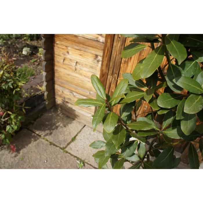 柔らかい 月桂樹 ゲッケイジュ 樹高2 0m前後 露地苗 シンボルツリー 常緑樹 Laurus Nobilis ガーデンタウン ヤフー店 通販 Yahoo ショッピング 売り切れ必至 Www Maxipiso Com Ar