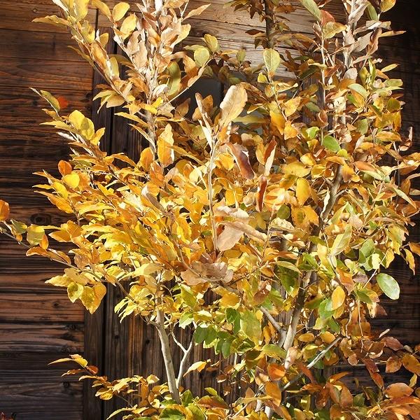 山採り絶品。天然ヤマコウバシ。 山採り自然樹形ヤマコウバシ販売 秋元園芸 茨城那珂