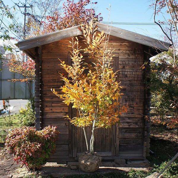 大型商品】ヤマコウバシ（山香ばし） 株立 樹高2.5m前後 露地苗 低木