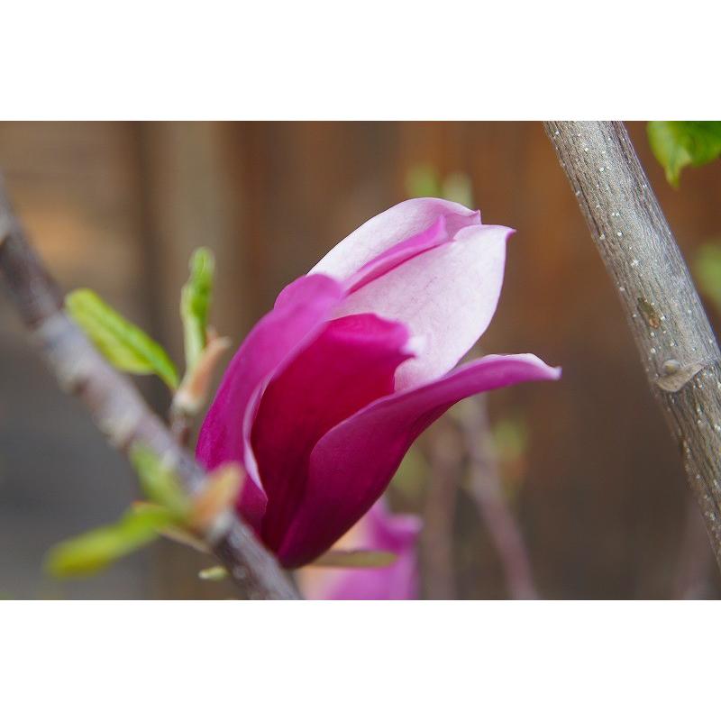 高速配送 モクレン 木蓮 紫花 樹高2 0m前後 露地苗 低木 落葉樹 驚きの安さ Www Maxipiso Com Ar