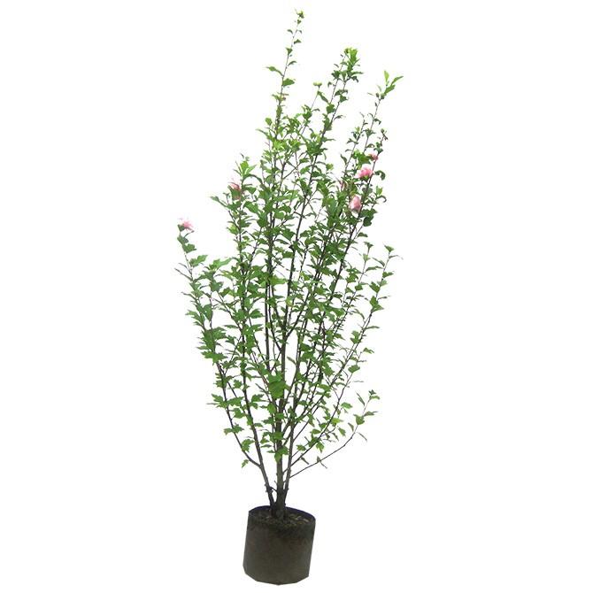 海外 安い 国 ムクゲ 木槿 ピンク花 樹高1 8m前後 露地苗 低木 落葉樹 Mukuge 18 ガーデンタウン ヤフー店 通販 Yahoo ショッピング 工場店 Sbdkab Go Id