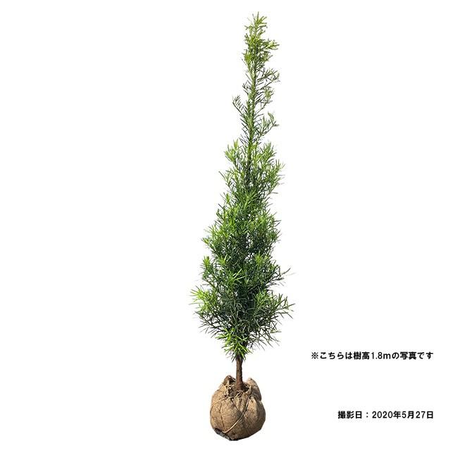 ナゴヤラカンマキ 樹高1.5m前後 露地苗 シンボルツリー 常緑樹