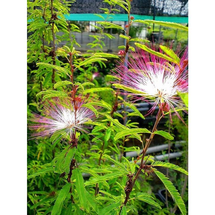 大型商品】ネムノキ（合歓の木） 樹高2.5m前後 露地苗 シンボル