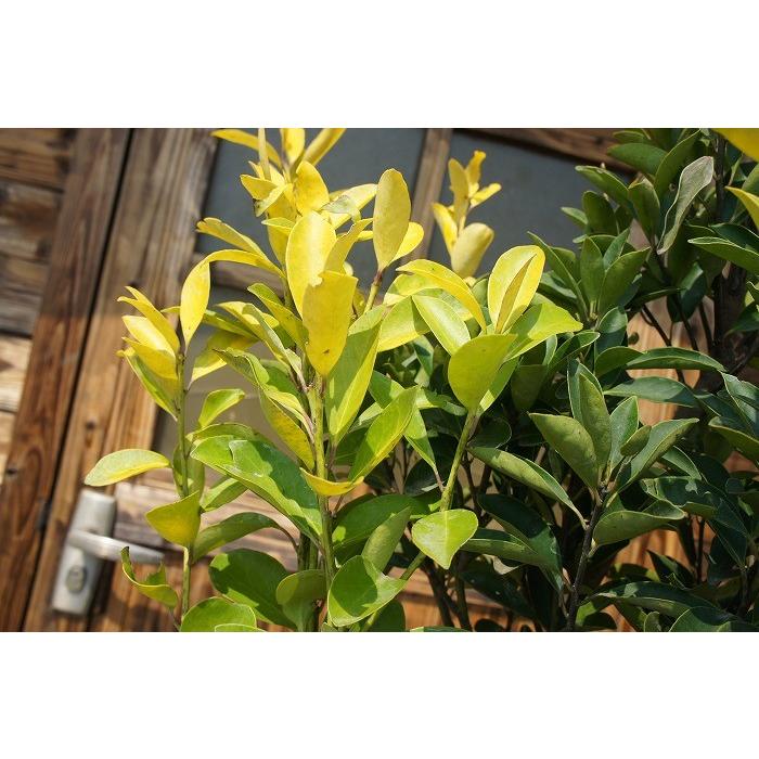 オウゴンモチ 樹高1.8m前後 露地苗 シンボルツリー 常緑樹