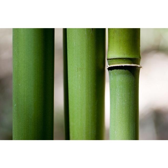 大型商品】竹（タケ）/マダケ（真竹） 単木 樹高2.5m前後 露地苗