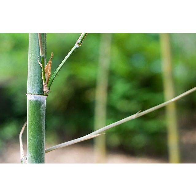 大型商品 竹 タケ モウソウチク 孟宗竹 単木 樹高2 5m前後 露地苗 シンボルツリー 常緑樹 Phyllostachys Edulis 25 ガーデンタウン ヤフー店 通販 Yahoo ショッピング