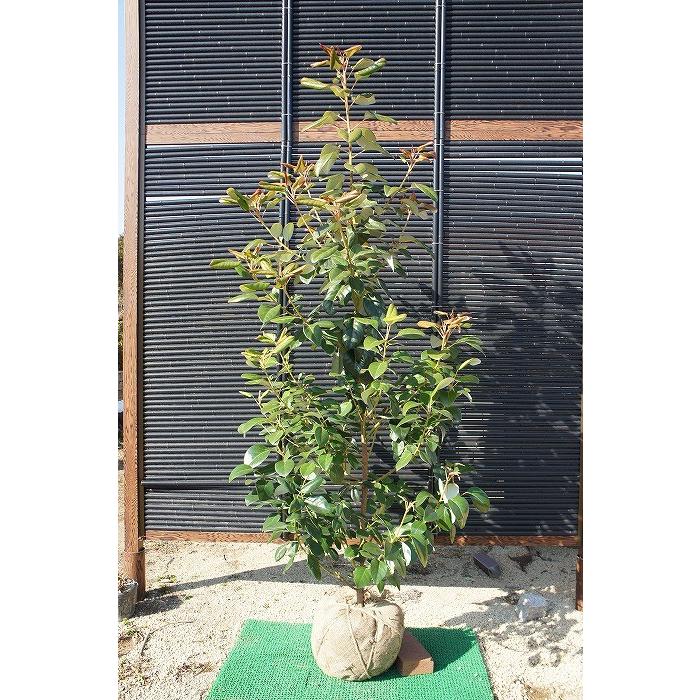 ロドレイア（シャクナゲモドキ） 樹高1.5m前後 露地苗 シンボルツリー