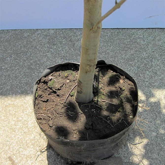 【大型商品】シマトネリコ 単木 樹高2.5m前後 露地苗 シンボルツリー 常緑樹 常緑樹 R1399323455(13950円)