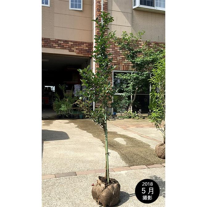 海外輸入 サルスベリ 百日紅 カントリーレッド 樹高1 5m前後 露地苗 シンボルツリー 落葉樹 全日本送料無料 M Mahdi Net