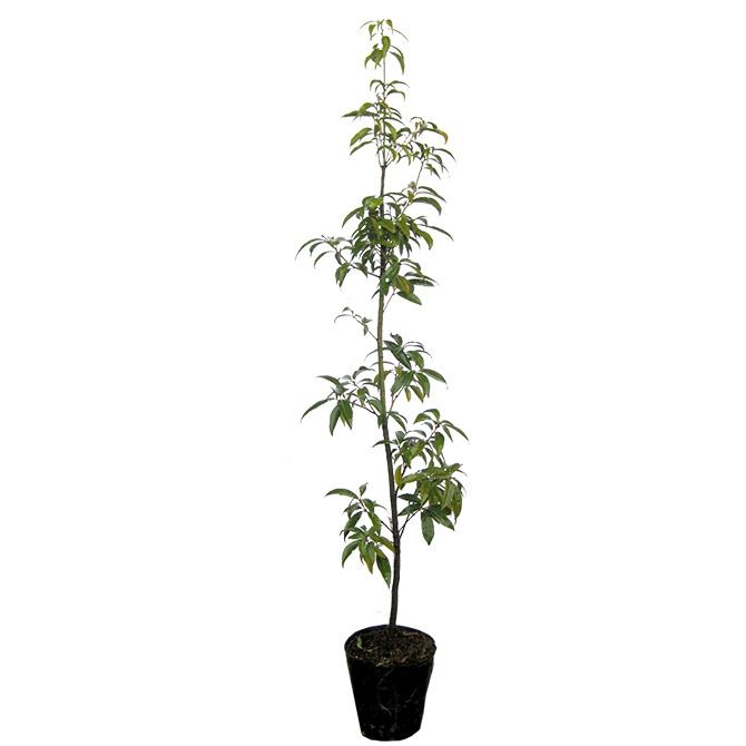 シラカシ（白樫） 単木 樹高1.0m前後 ポット苗 シンボルツリー 常緑樹