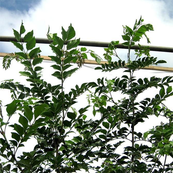 大型商品】シマトネリコ 株立 樹高2.5m前後 露地苗 シンボルツリー