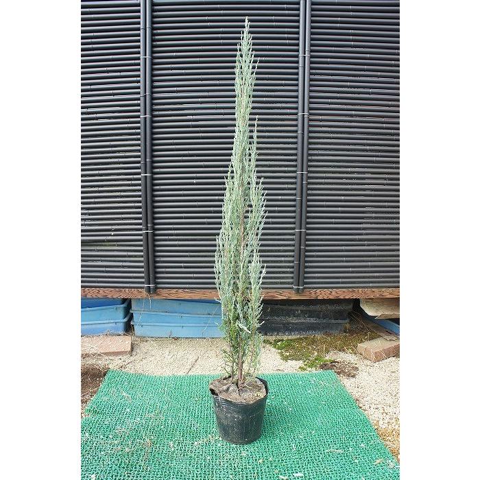 天の原ロケット花火 樹高1.2m前後 ポット苗 かん木 常緑樹 苗木、植木-コニファー、針葉樹-花、ガーデニング