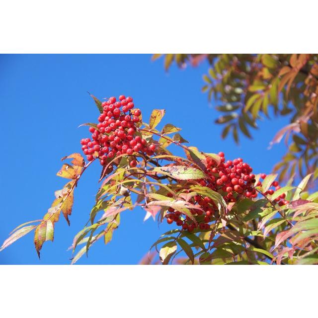 ナナカマド 樹高2.0m前後 露地苗 シンボルツリー 落葉樹