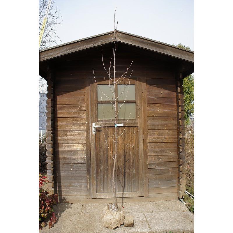 ナナカマド 樹高2.0m前後 露地苗 シンボルツリー 落葉樹  PET1138515251(11350円)