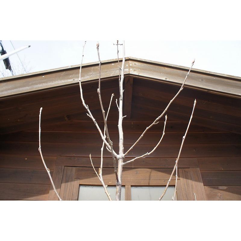 ナナカマド 樹高2.0m前後 露地苗 シンボルツリー 落葉樹  PET1138515251(11350円)