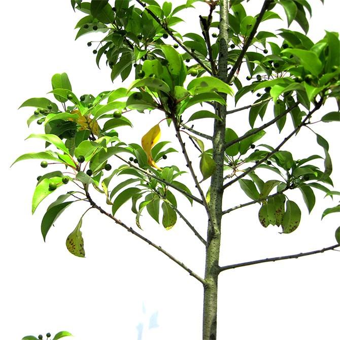 ソヨゴ　雄　/304 楽天市場】ソヨゴ オスの通販