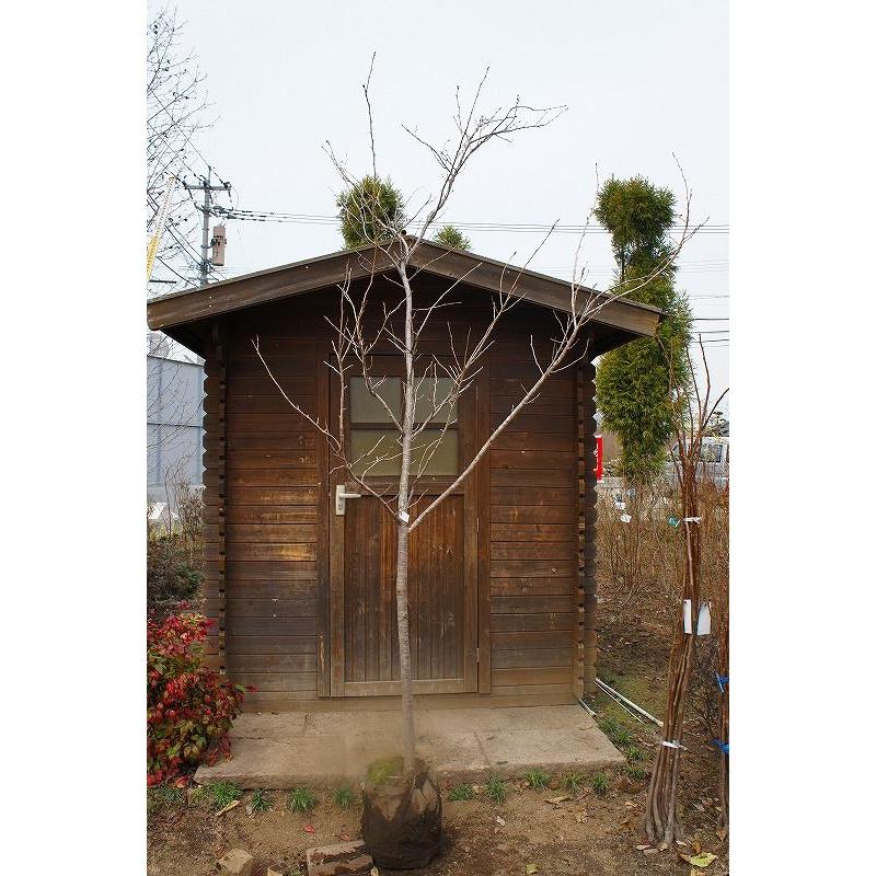 【大型商品】桜（サクラ）/ショウゲツザクラ（松月桜） 樹高2.5m前後 露地苗 シンボルツリー 落葉樹 