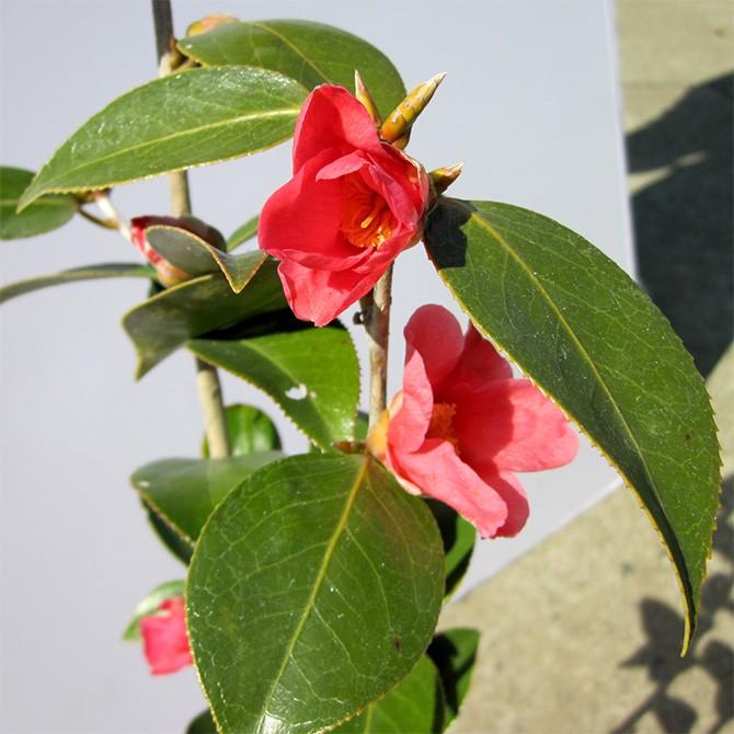 ツバキ（椿）/ワビスケ（侘助） 樹高0.5m前後 ポット苗 シンボルツリー