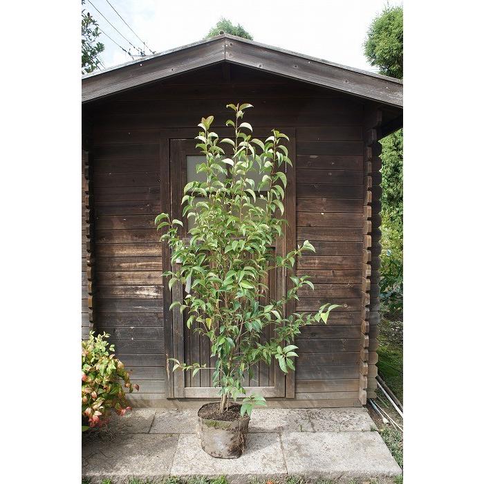 トウネズミモチ 樹高2.0m前後 露地苗 シンボルツリー 常緑樹