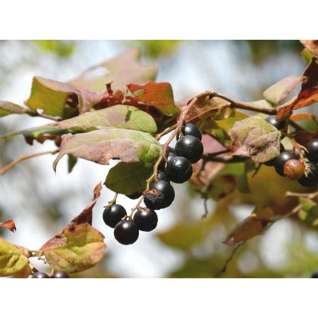 ナツハゼ 樹高1.5m前後 露地苗 低木 落葉樹 : ガーデンタウン ヤフー店