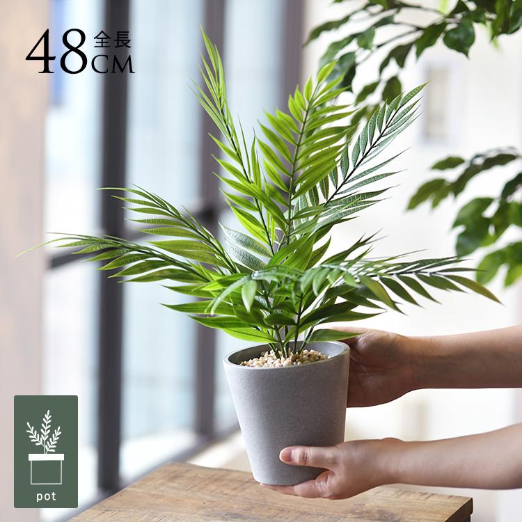鉢付き観葉植物！ぷっくり幹がクールでかっこいい♪お部屋にワンポイントグリーンインテリア！ グリーンの種類 - NODERIUM｜アクタスのインテリアグリーン、観葉植物