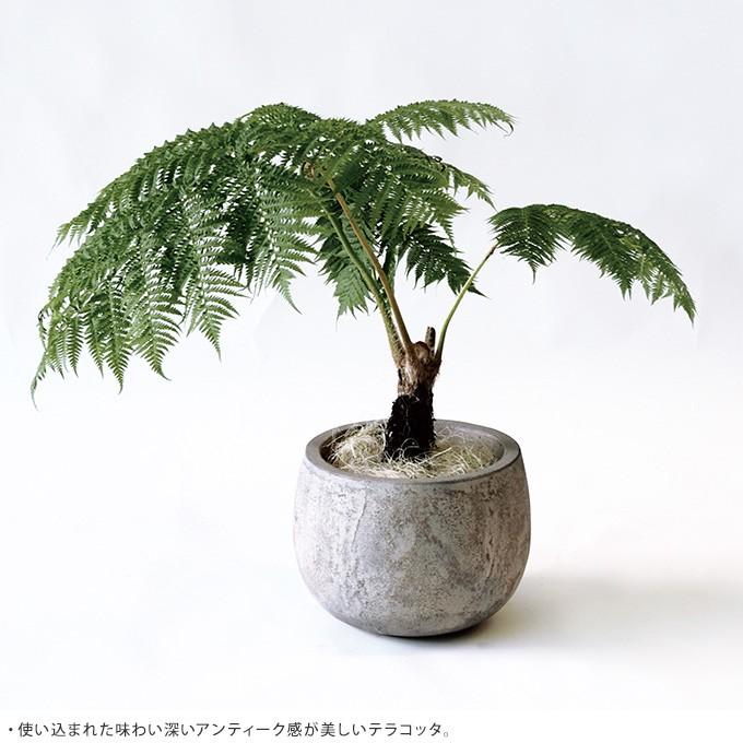 コンクリート セメント 素焼き おしゃれ 屋外 底穴あり プランター