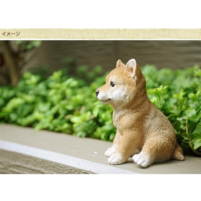 おすわり 柴犬