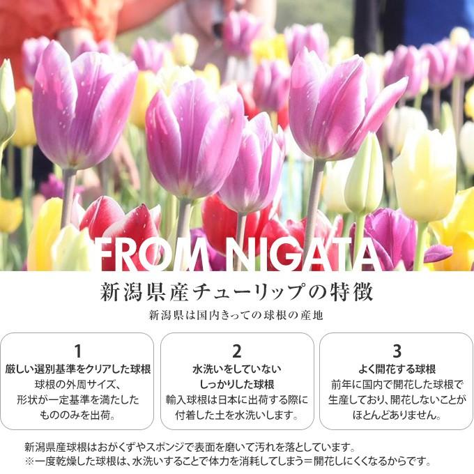 球根 チューリップ 秋植え 栽培 花壇 趣味 園芸 キュウコン チューリップ球根 雪うさぎ 5球セット Pg ガーデン用品屋さん 通販 Yahoo ショッピング