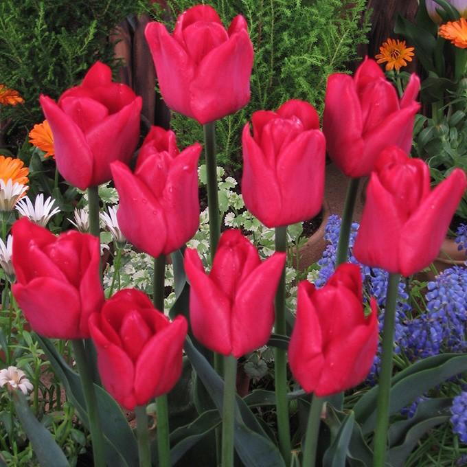 球根 チューリップ 秋植え 栽培 花壇 趣味 園芸 キュウコン チューリップ球根 イルデフランス 5球セット Pg ガーデン用品屋さん 通販 Yahoo ショッピング