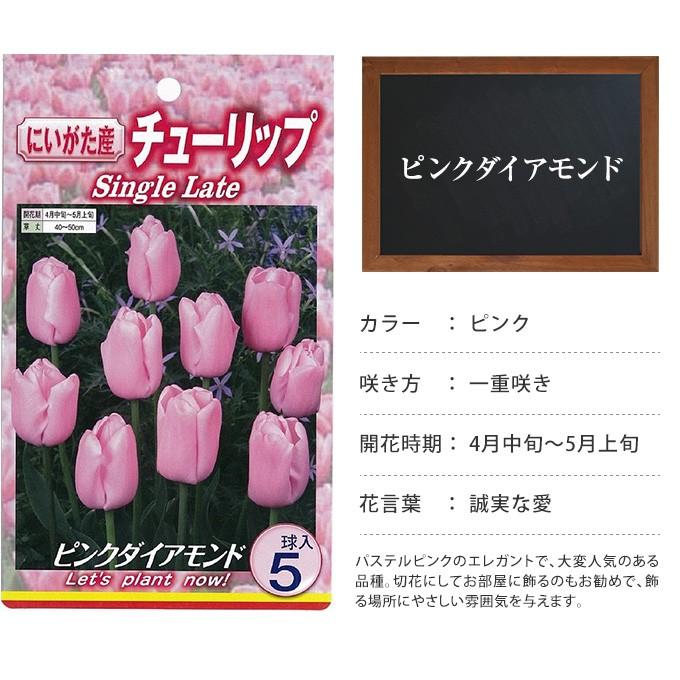 球根 チューリップ 秋植え 栽培 花壇 趣味 園芸 キュウコン チューリップ球根 ピンクダイヤモンド 5球セット Pg ガーデン用品屋さん 通販 Yahoo ショッピング