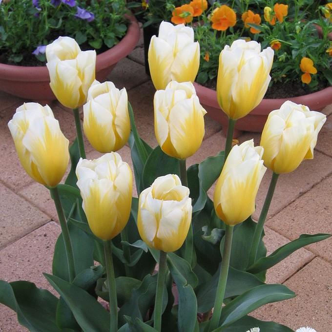 球根 チューリップ 秋植え 栽培 花壇 趣味 園芸 キュウコン チューリップ球根 スイートハート 5球セット Pg ガーデン用品屋さん 通販 Yahoo ショッピング