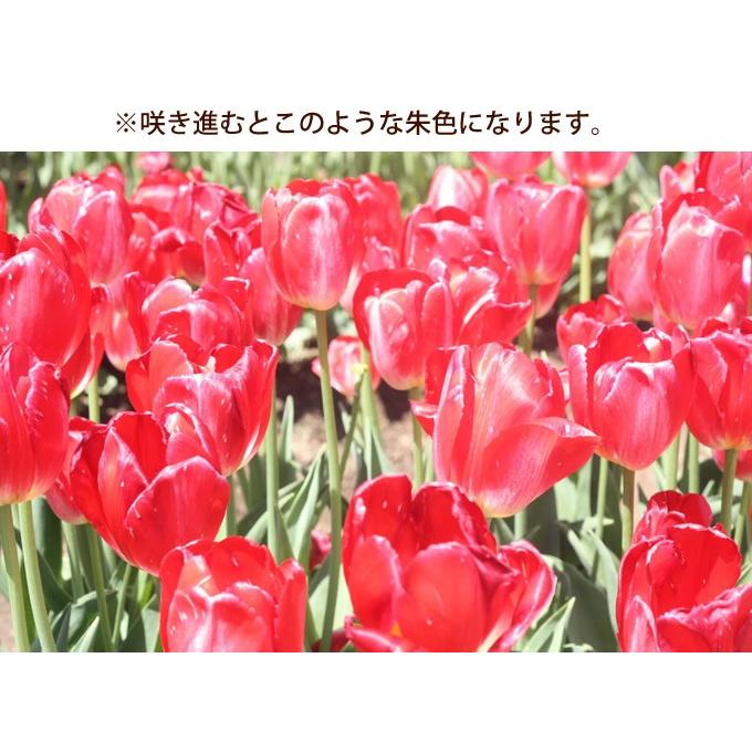 球根 チューリップ 秋植え 栽培 花壇 趣味 園芸 キュウコン チューリップ球根 ジュディスレスター 5球セット Pg ガーデン用品屋さん 通販 Yahoo ショッピング