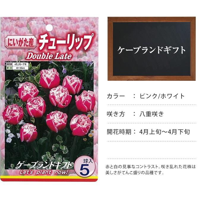球根 チューリップ 秋植え 栽培 花壇 趣味 園芸 キュウコン チューリップ球根 ケーブランドギフト 5球セット Pg ガーデン用品屋さん 通販 Yahoo ショッピング