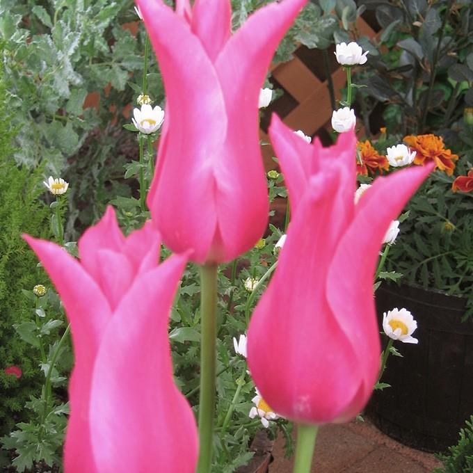 チューリップ 球根 ピンクダイアモンド