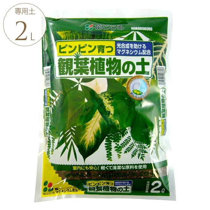 観葉植物 専用 用土 マグネシウム 光合成 助ける 葉 濃くなる 葉っぱ喜ぶ 観葉植物の土 2リットル Pg ガーデン用品屋さん 通販 Yahoo ショッピング