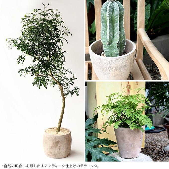 訳あり輸入品・たっぷり葡萄モチーフ♡巨大ぎっしりテラコッタ