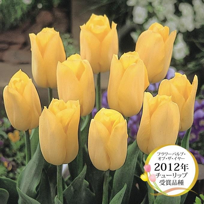 球根 チューリップ 秋植え 栽培 花壇 趣味 園芸 ガーデニング キュウコン チューリップ球根 ストロングゴールド 5球セット Pg ガーデン用品屋さん 通販 Yahoo ショッピング