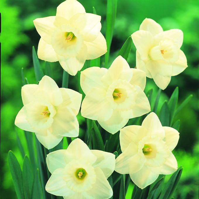 秋植え 球根 栽培 花壇 趣味 園芸 ガーデニング 庭 花 植物 水仙 球根 マウントフット 3球セット Pg ガーデン用品屋さん 通販 Yahoo ショッピング