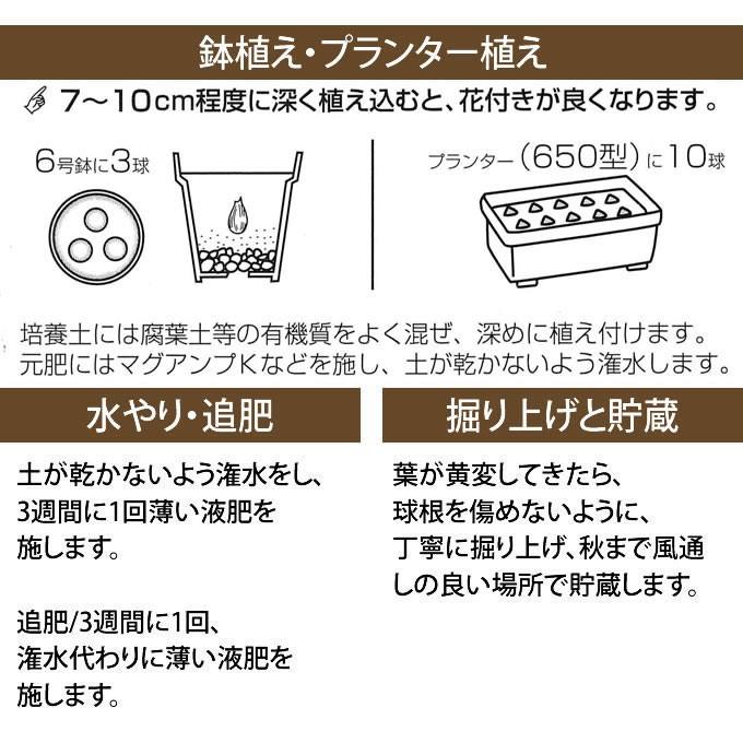 秋植え 球根 栽培 花壇 趣味 園芸 ガーデニング 庭 花 植物 水仙 球根 日本水仙 3球セット Pg ガーデン用品屋さん 通販 Yahoo ショッピング