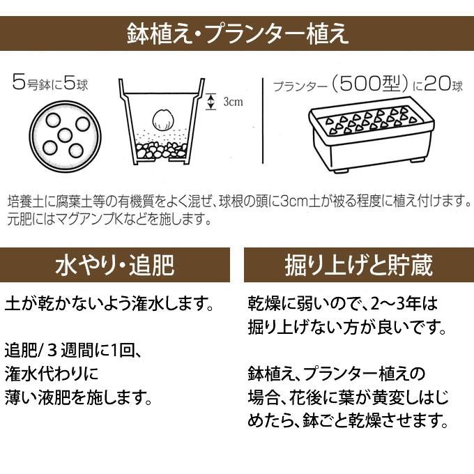 秋植え 球根 栽培 花壇 趣味 園芸 ガーデニング 庭 花 植物 ムスカリ 球根 グリーンパール 5球セット Pg ガーデン用品屋さん 通販 Yahoo ショッピング