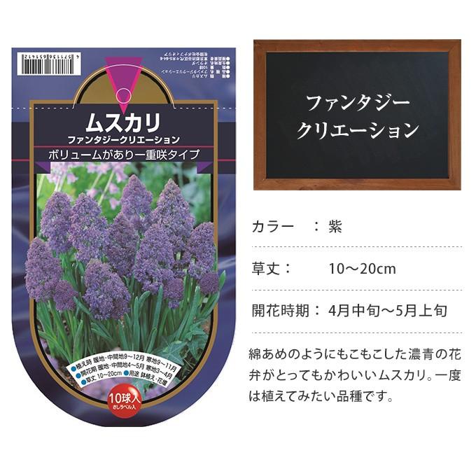 秋植え 球根 栽培 花壇 趣味 園芸 ガーデニング 庭 花 植物 ムスカリ 球根 ファンタジークリエーション 10球セット Pg ガーデン用品屋さん 通販 Yahoo ショッピング
